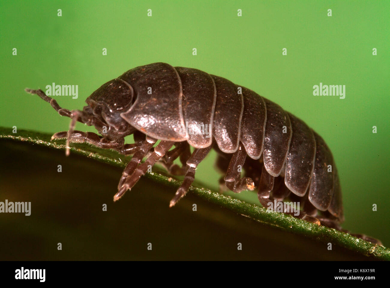 Pille Asseln oder pillbug, Armadillidium vulgare, Seitenansicht mit Gesicht, Antennen, Panzerung und Beine, Klettern auf Blatt, Makro, gemeinsame Pille Fehler Stockfoto