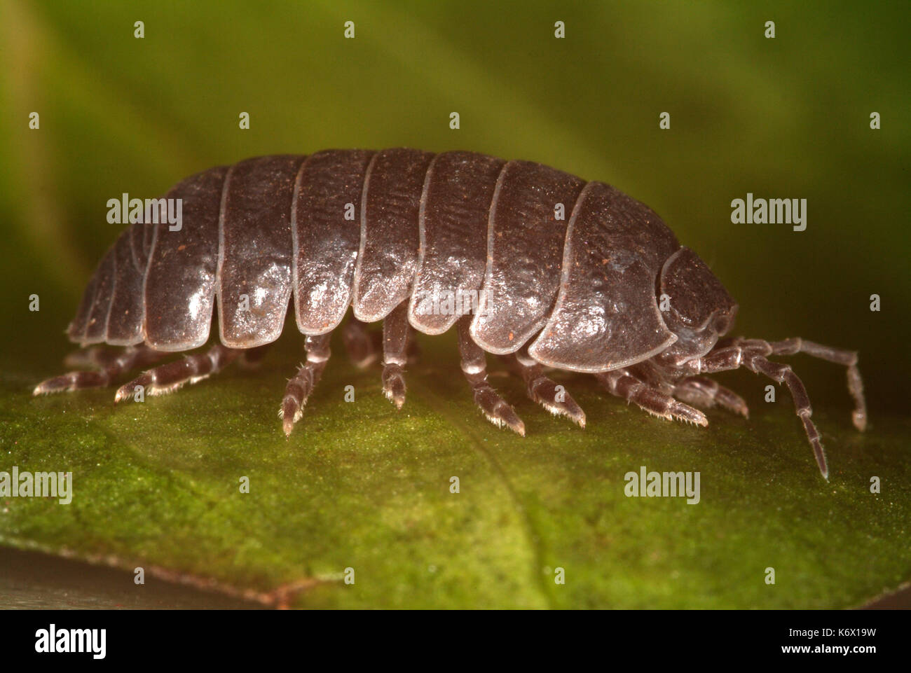 Pille Asseln oder pillbug, Armadillidium vulgare, Seitenansicht mit Gesicht, Antennen, Panzerung und Beine, Klettern auf Blatt, Makro, gemeinsame Pille Fehler Stockfoto