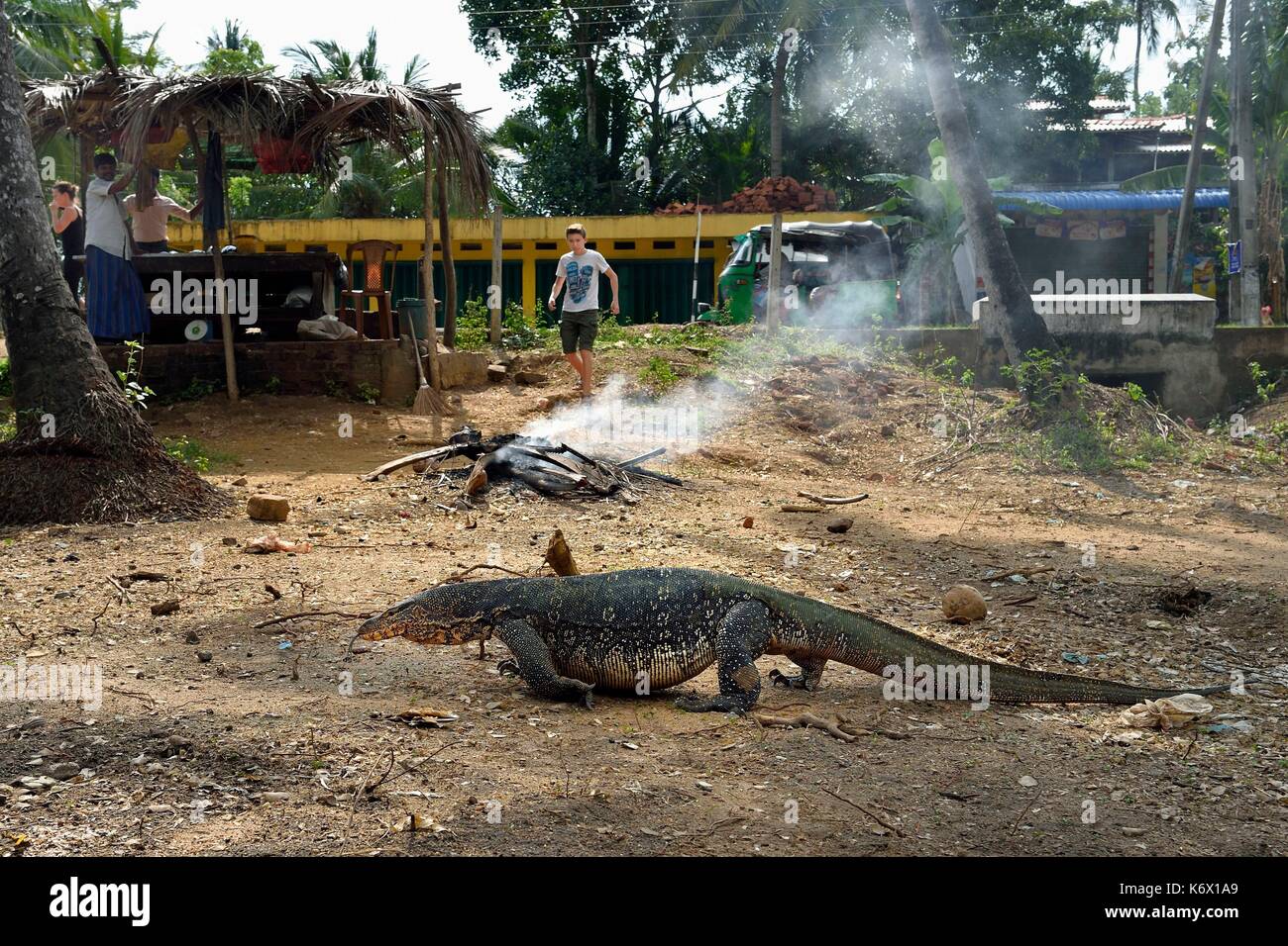 Sri Lanka, Bundesland Kärnten, Wiraketiya, Wasser Monitor (Varanus Salvator) Stockfoto