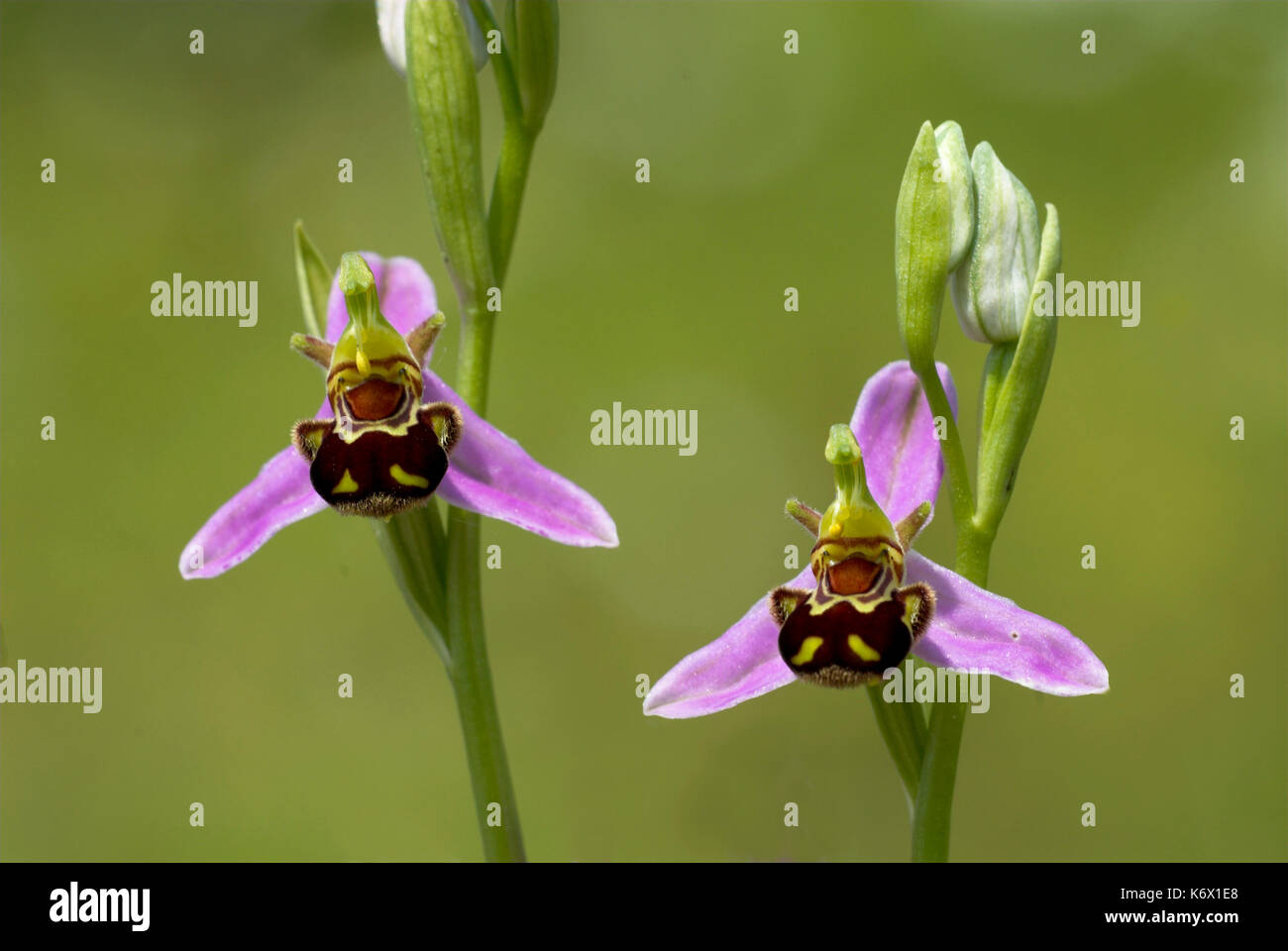 Bienen-ragwurz, Ophrys apifera, ein paar Blumen, Monkton Chalkpit Naturschutzgebiet, Kent, delikat, verbreitet durch Südengland Stockfoto