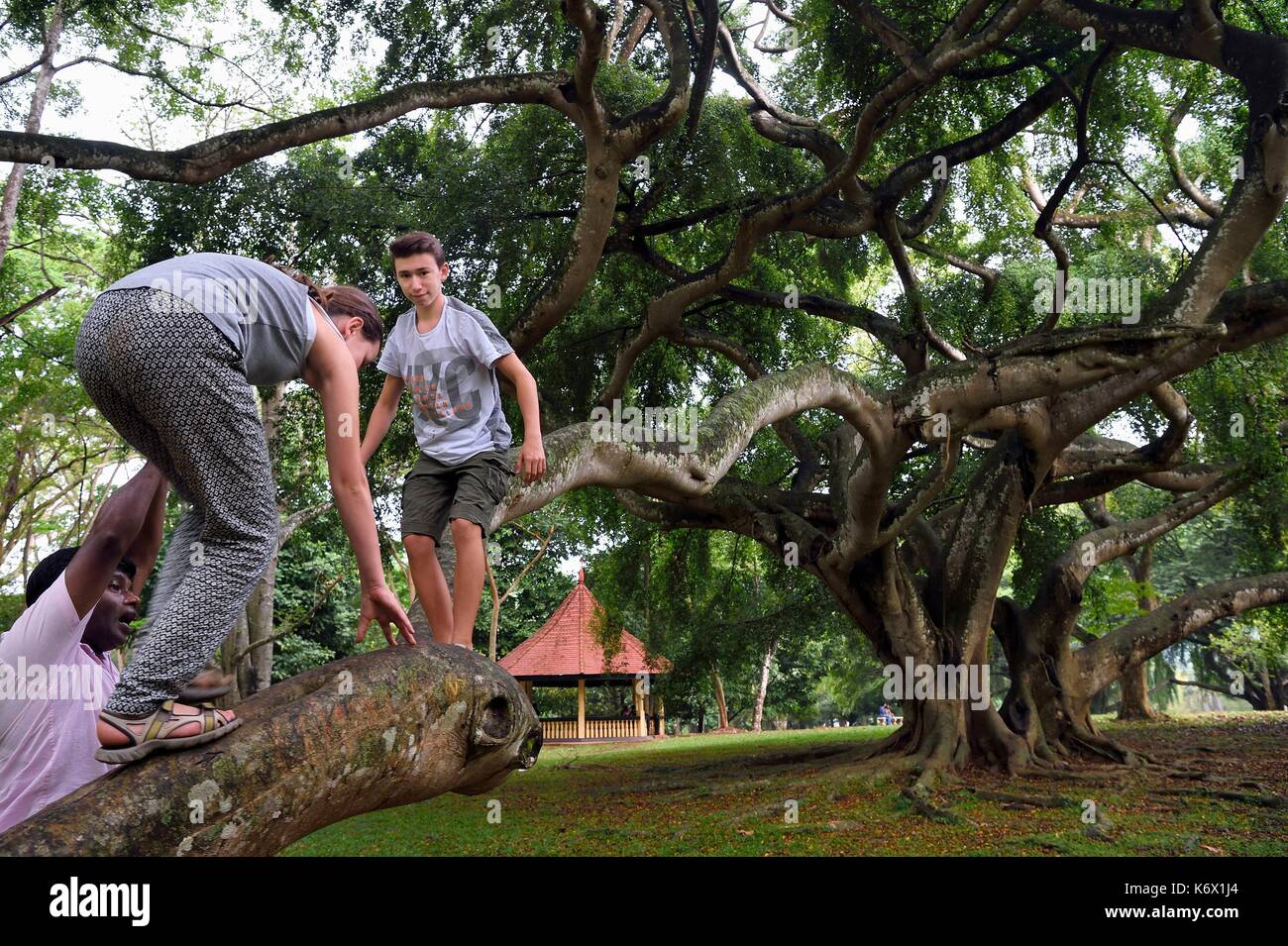 Sri Lanka, Zentrum der Provinz, Kandy, Botanischer Garten von