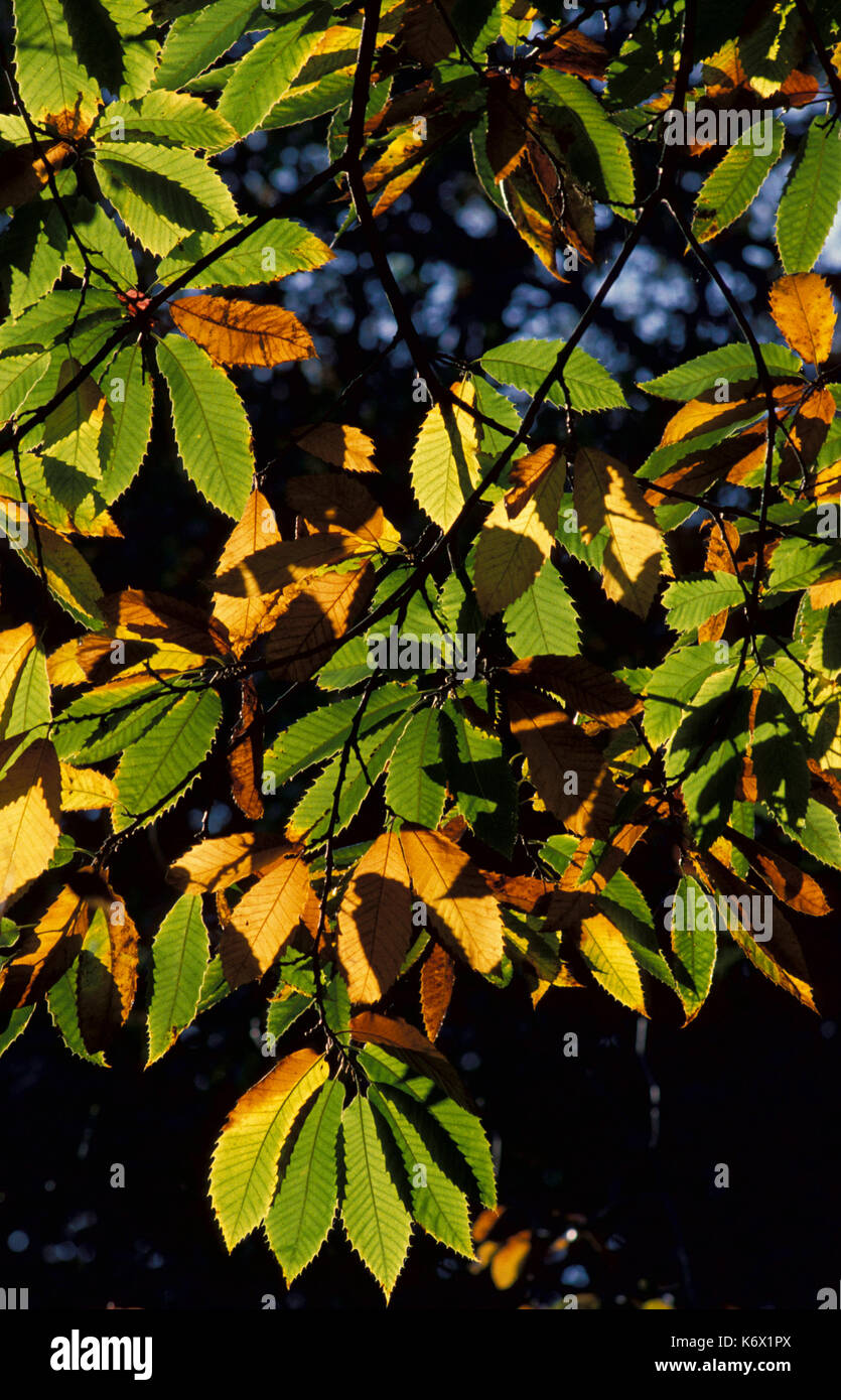 Hintergrundbeleuchtung gemeinsame Esche Blätter, Herbst, Grün, Gelb und Orange Stockfoto