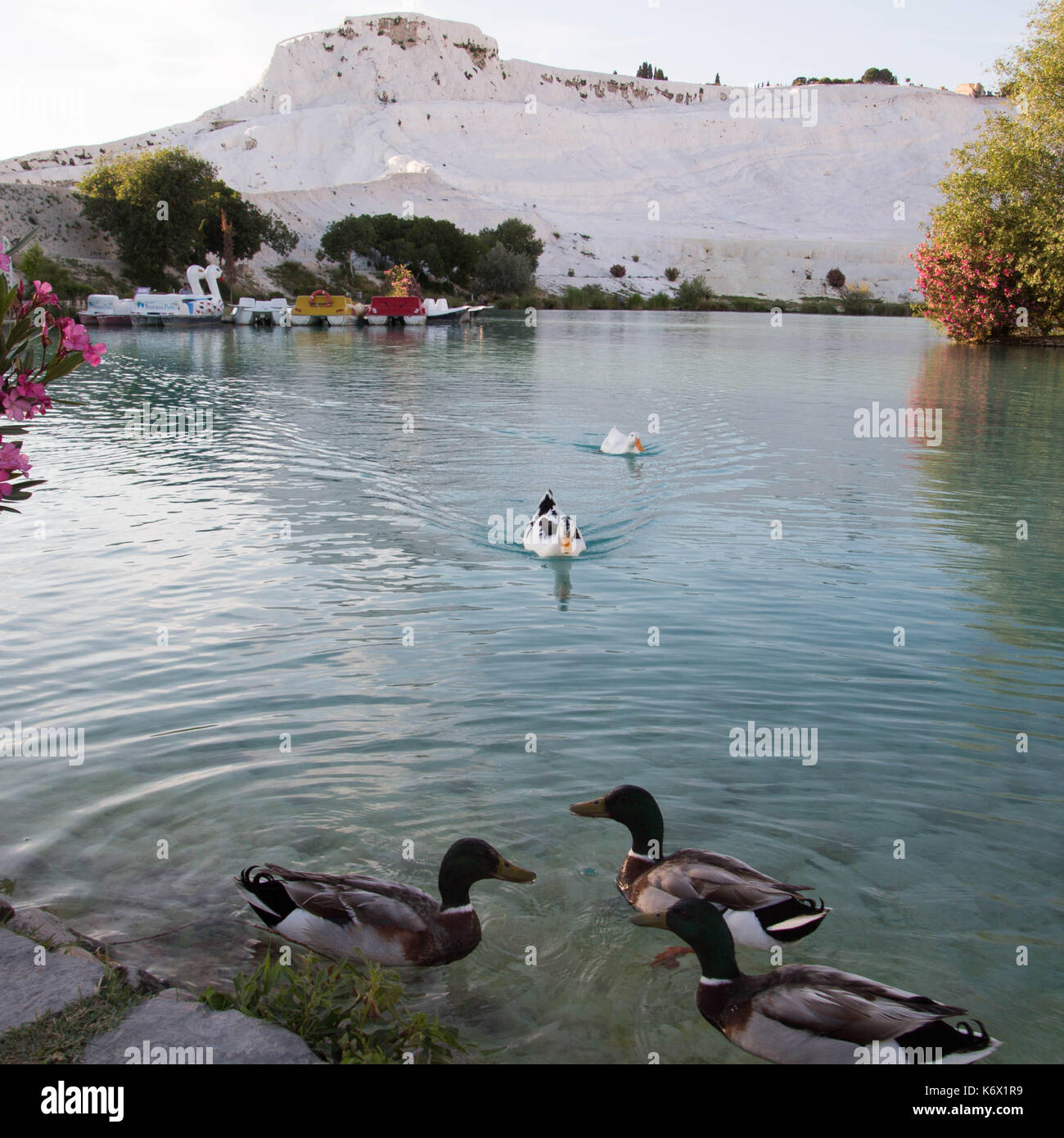 Enten in einem Teich vor Kalkablagerungen Stockfoto