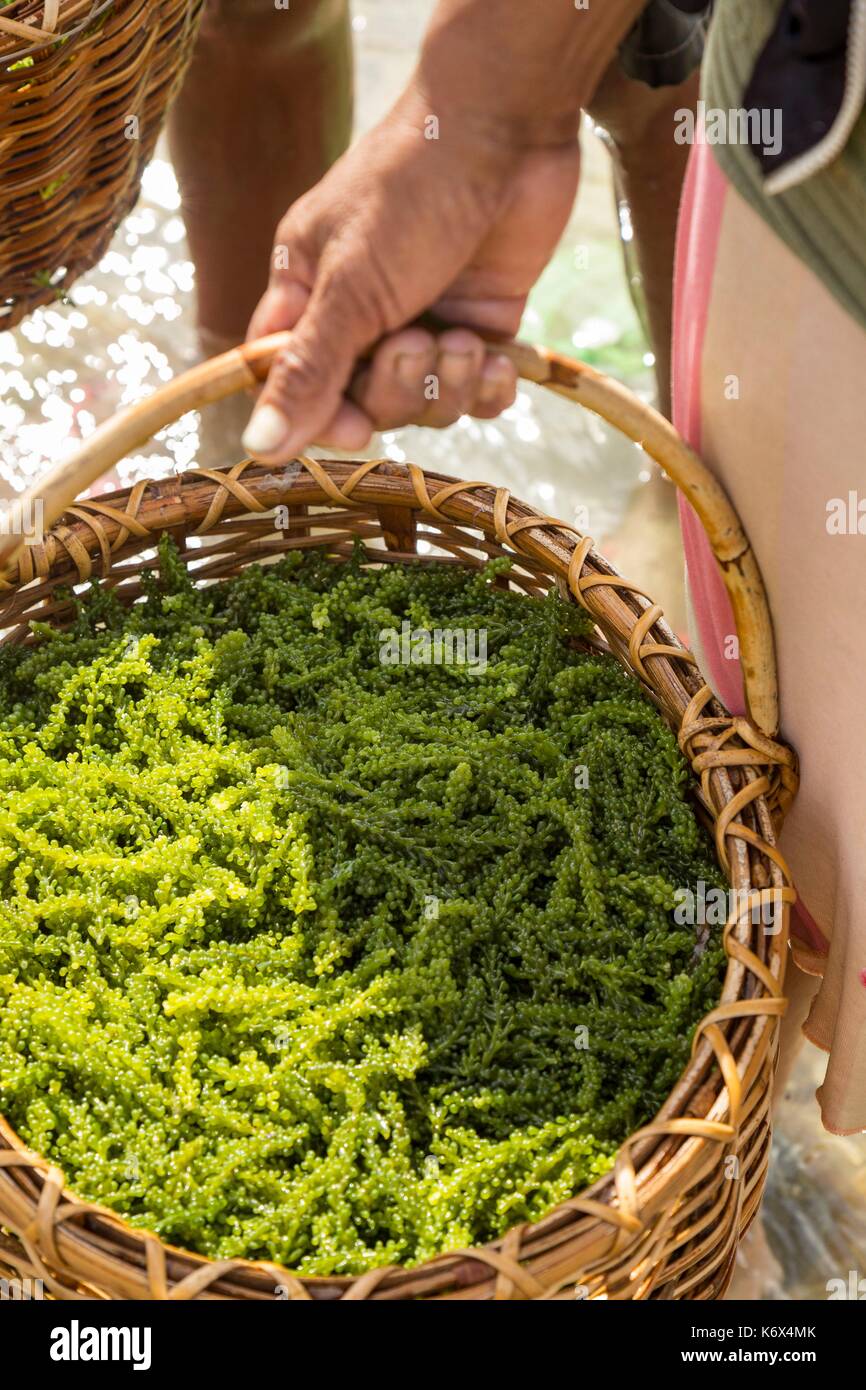 Philippinen, Palawan, Aborlan, Sombrero Island, lato Algen (Caulerpa lentillifera) Stockfoto