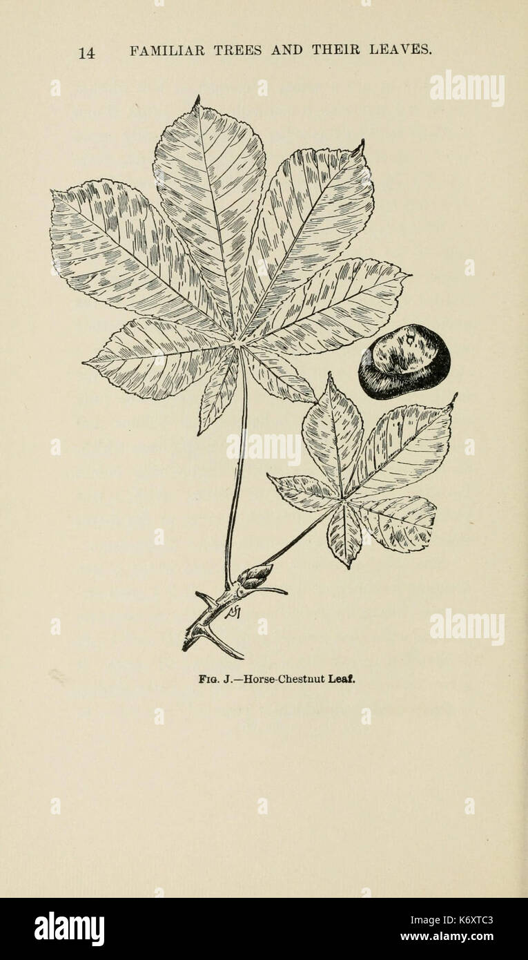 Bekannte Bäume und ihre Blätter, beschrieben und durch F. Schuyler Mathews dargestellt mit Illus. in Farben und mehr als hundert Zeichnungen des Autors und einer Einl. v. links Bailey (Seite 14) (6254947114) Stockfoto