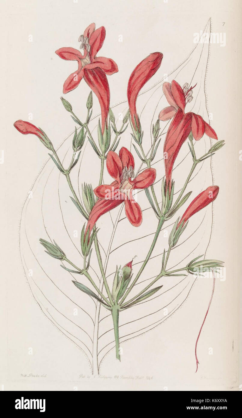 Dieses botanische Register aus dem Jahr 1829 zeigt detaillierte Kupferstiche von Pflanzen, die in Großbritannien eingeführte Zierpflanzenarten zeigen. Es spiegelt die botanische Kunst des 19. Jahrhunderts wider, die in handkolorierten Illustrationen erhalten ist. Stockfoto