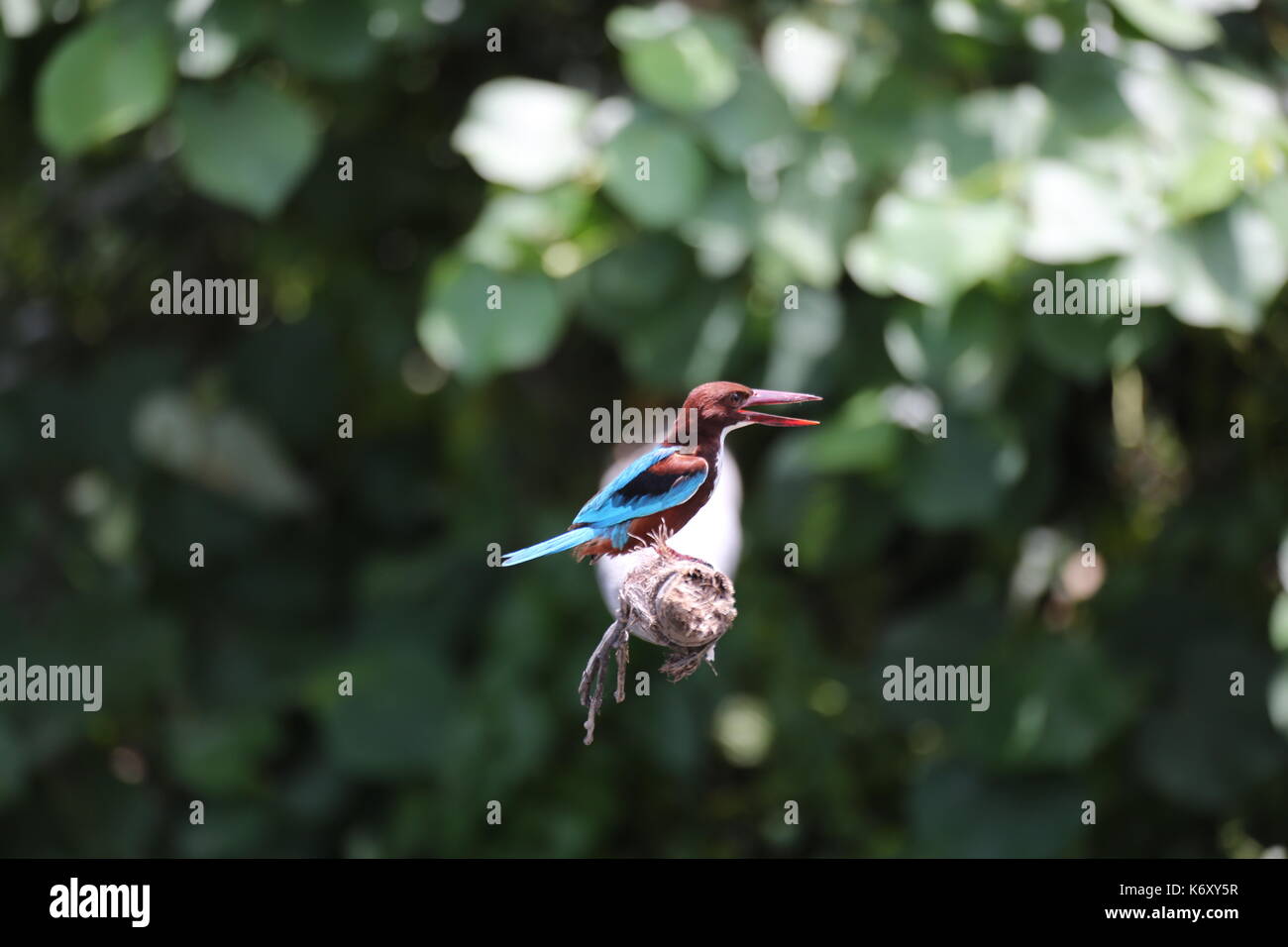 Eisvogel, Sri Lanka, asiatische Blaues und Braunes Gefieder, white-throated Kingfisher Stockfoto