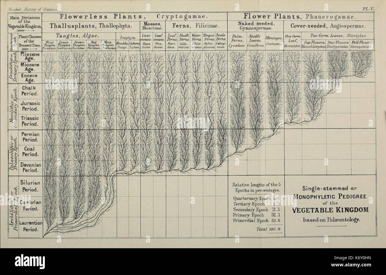 Ernst Haeckel monophyletische Anlage Evolution Stockfoto