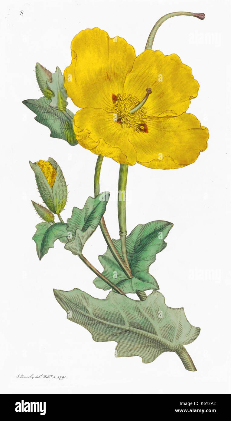 Englisch Botanik James Sowerby Platte 8 CHELIDONIUM glaucium Gelben gehörnten Mohn Stockfoto
