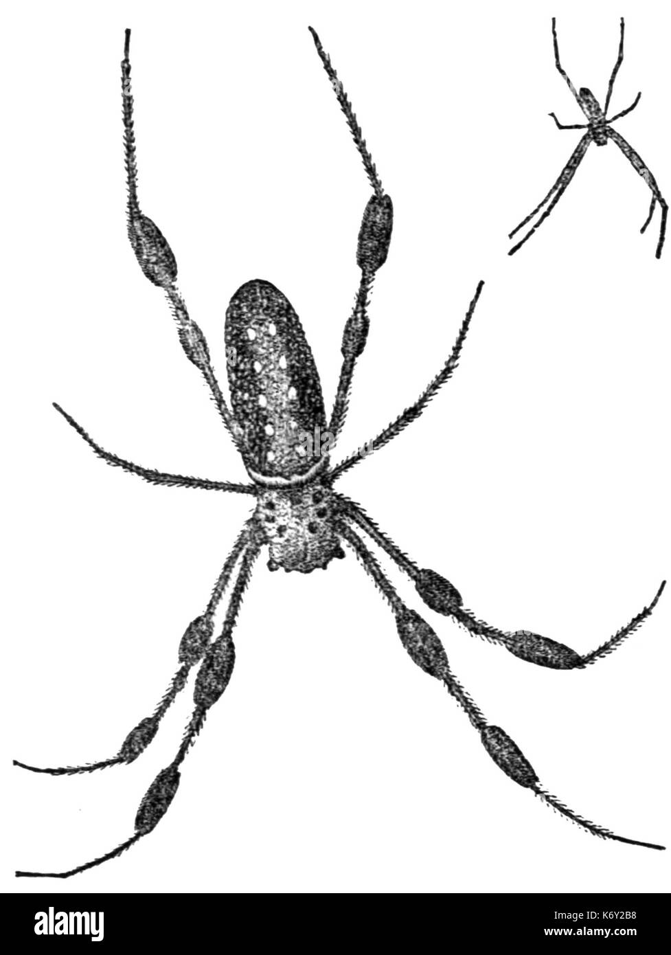 Abb. 1. Männliche und weibliche Nephila plumipes Stockfoto
