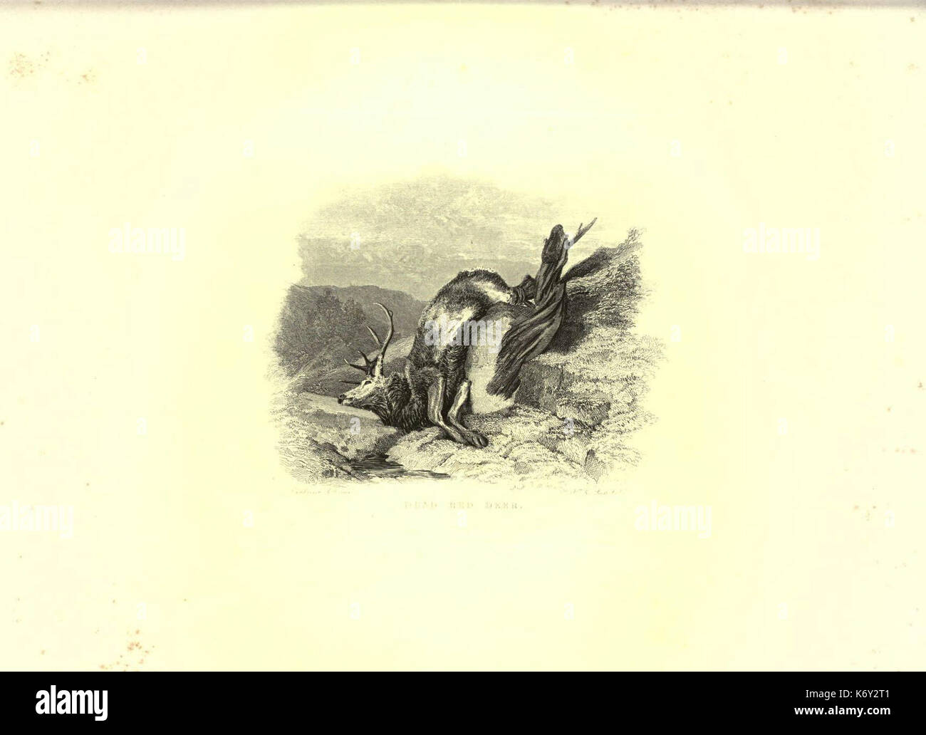 Gravuren von Löwen, Tiger, Panther, Leoparden, Hunde,&c (Platte 35) (6305532469) Stockfoto