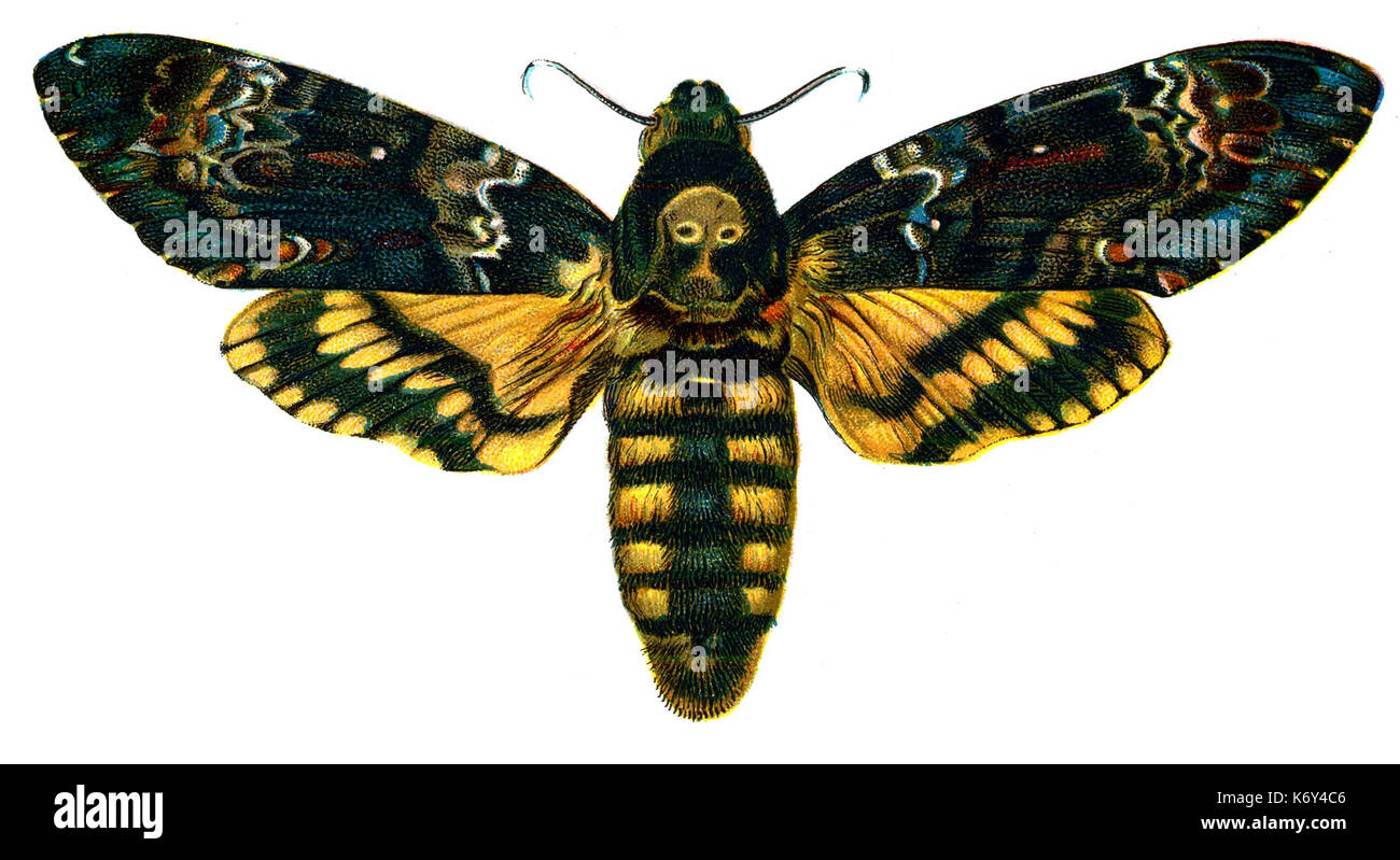 Totenkopfschwärmer (Acherontia Atropos) | Der Totenkopfschwä