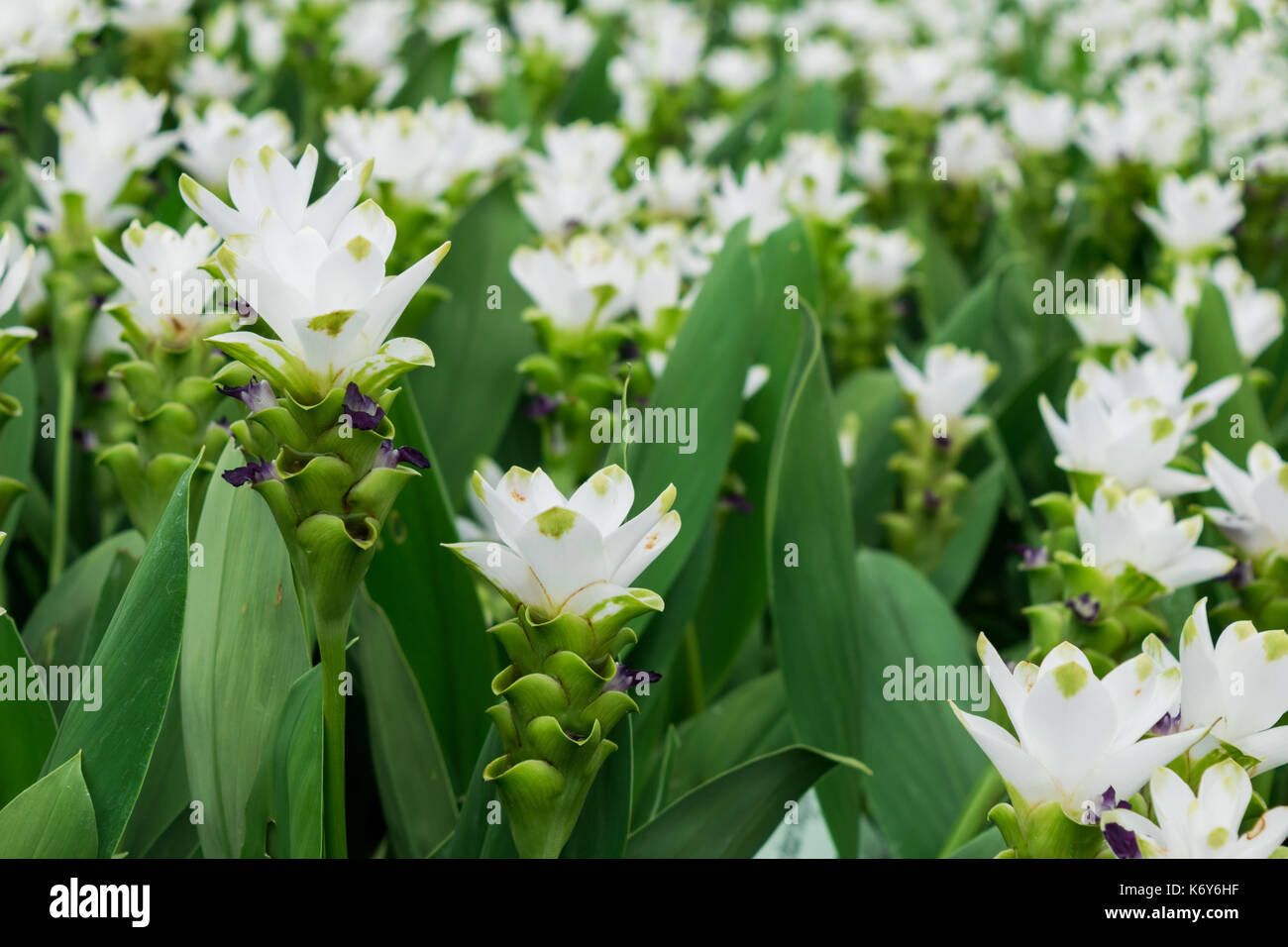 Tulip Field House Stockfotos und -bilder Kaufen - Alamy