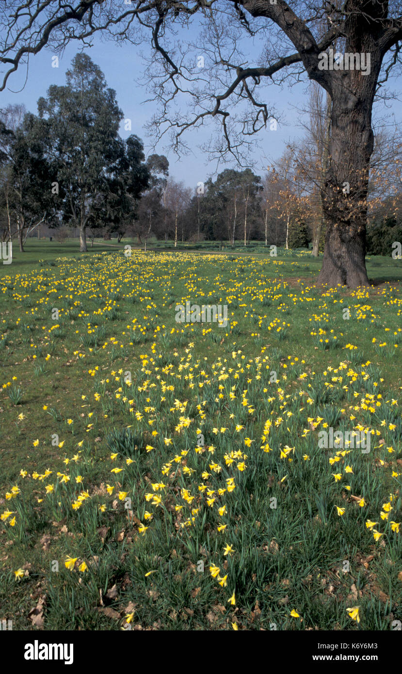 Frühling Narzissen, Kew Gardens, London UK, gelbe Blumen Stockfoto