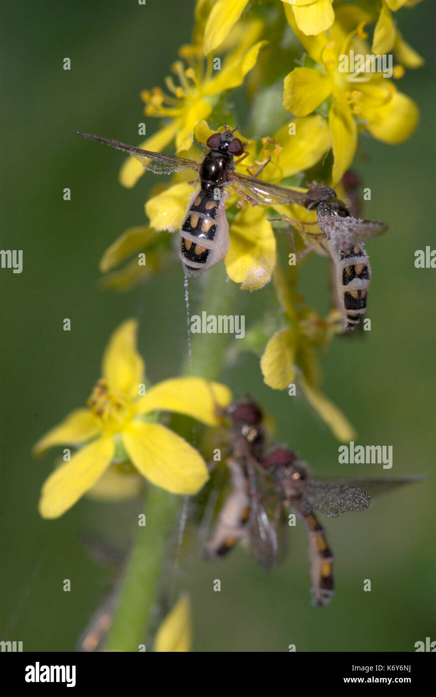 Schwebfliegen, auf gelbe Blume, Syrphidae sp, UK, Gruppe zusammen, Hoverfly Stockfoto