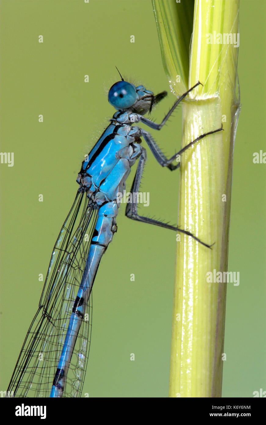 Gemeinsame Blau Damselfly, Enallaatma cyathigerum, männliche ruht auf Reed, Flügel gefaltet zurück, Großbritannien Stockfoto