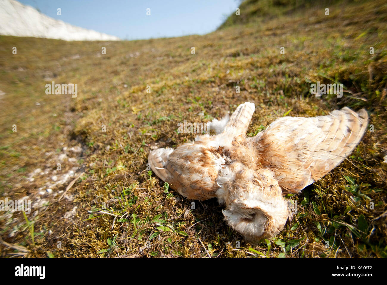 Tot Schleiereule, Tyto alba, Monkton Nature Reserve, Thanet Landschaft Vertrauen, Kent, Großbritannien Stockfoto