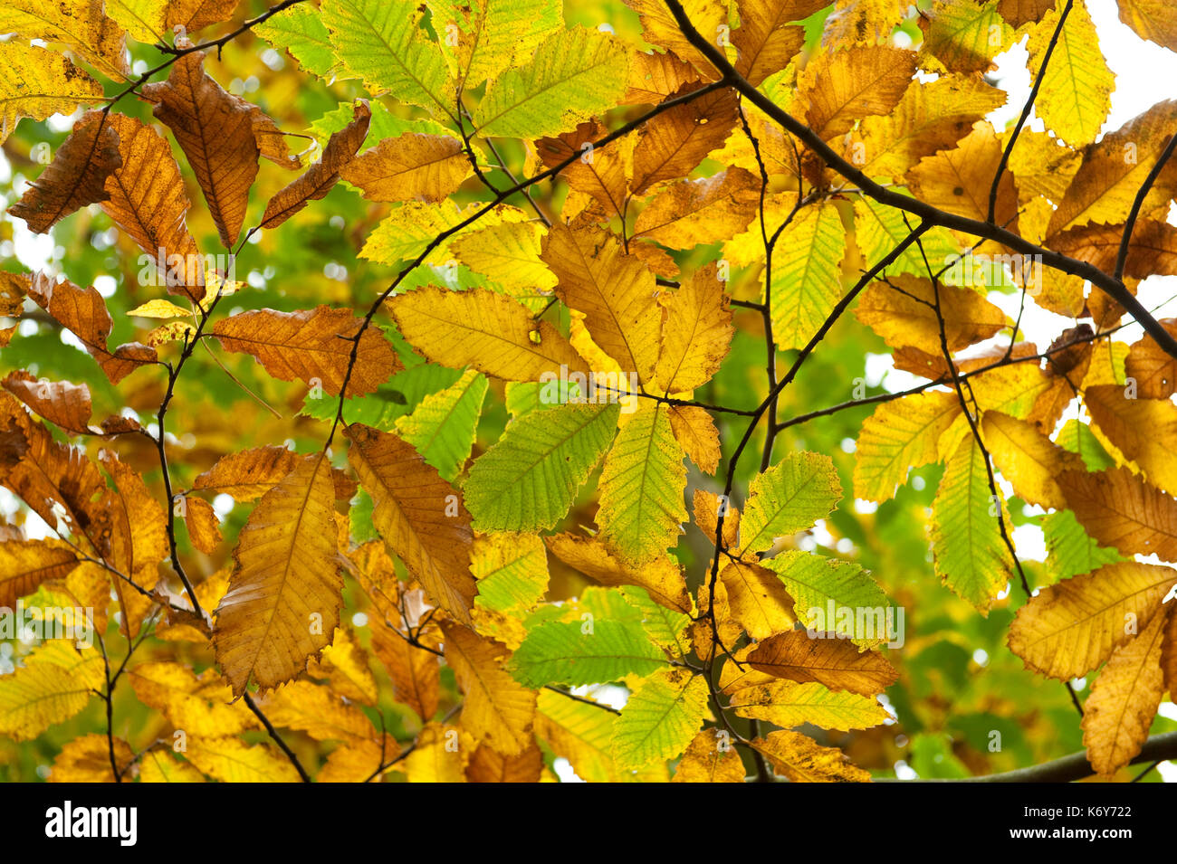 Edelkastanie, Castanea sativa, ranscombe Farm Nature Reserve, Kent GROSSBRITANNIEN, Goldener Herbst Farben, grün, gelb Stockfoto