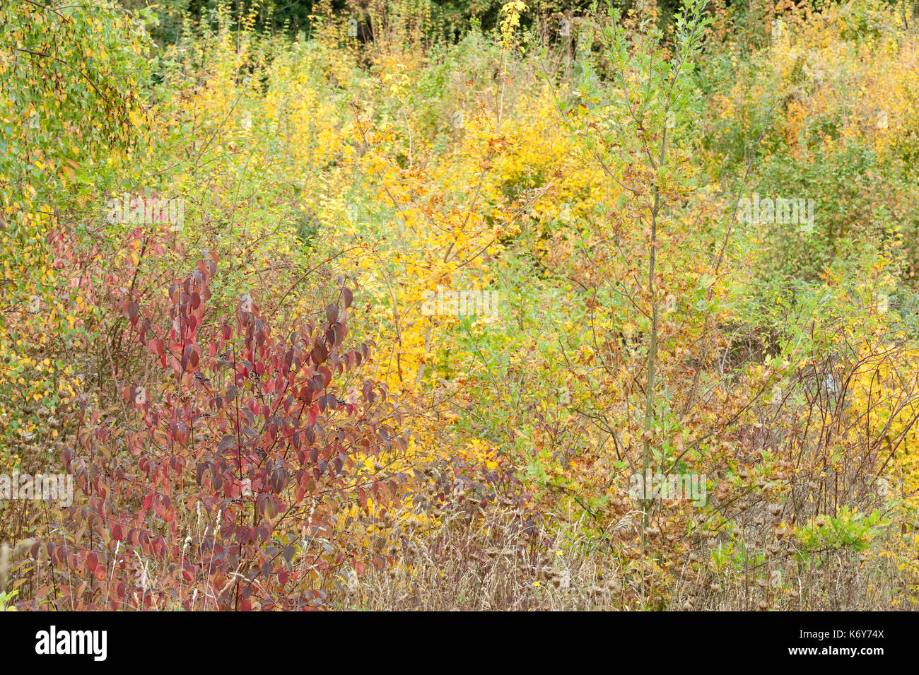 Gemischte Herbst farbige Bäume, ranscombe Farm Nature Reserve, Kent GROSSBRITANNIEN, Feld Ahorn, Buche & Hartriegel, Gelb, Grün, Rot Stockfoto