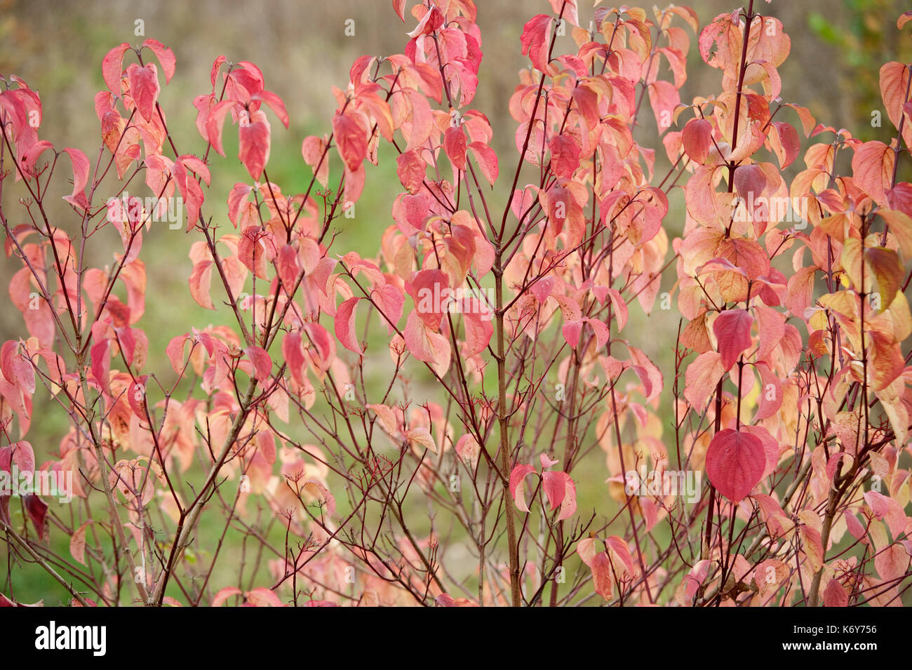 Hartriegel, Cornus sanguinea, ranscombe Farm Nature Reserve, Kent GROSSBRITANNIEN, rote Farben des Herbstes, Blätter Stockfoto