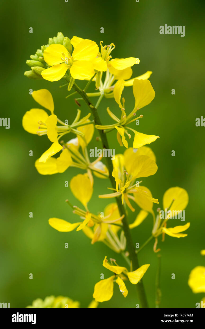 Schwarzer Senf, Senfkohl, Thornden Waldland, Kent, England, Kent Wildlife Trust Stockfoto