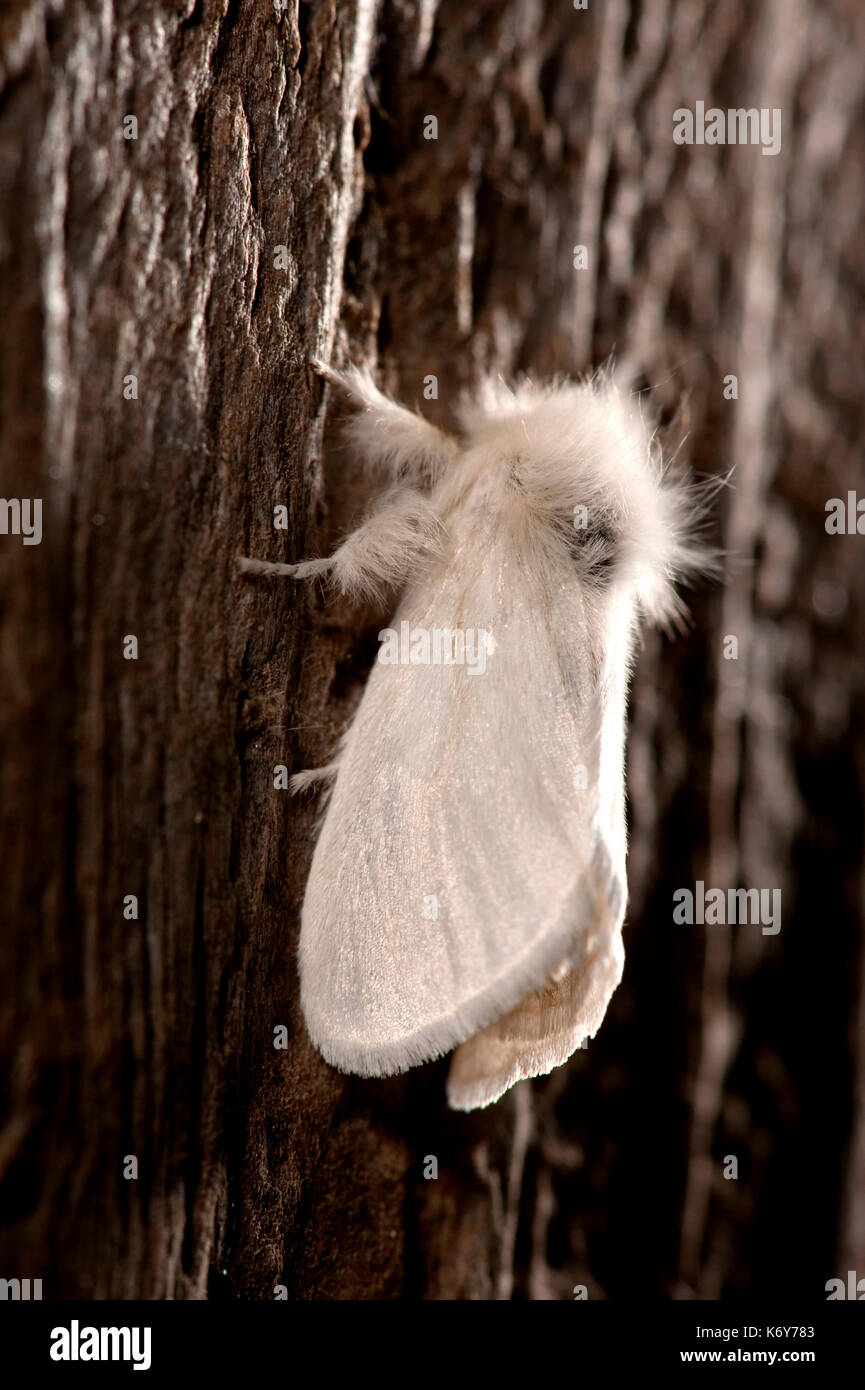 Braun Schwanz Motte Euproctis chrysorrhoea, Kent, Großbritannien, Weiß, die Raupen sind gut für ihre urticating Haare bekannt; sie verursachen extreme Reizungen, wenn Stockfoto