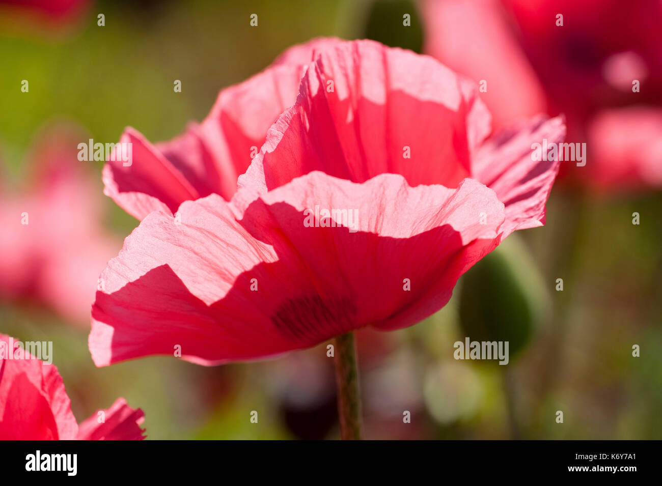 Roter Mohn, Papaver rhoeas, quex Park Gardens, Kent, Großbritannien, Hintergrundbeleuchtung von Sonnenschein, Corn Poppy, Mais Rose, Field poppy Poppy, Flandern Stockfoto