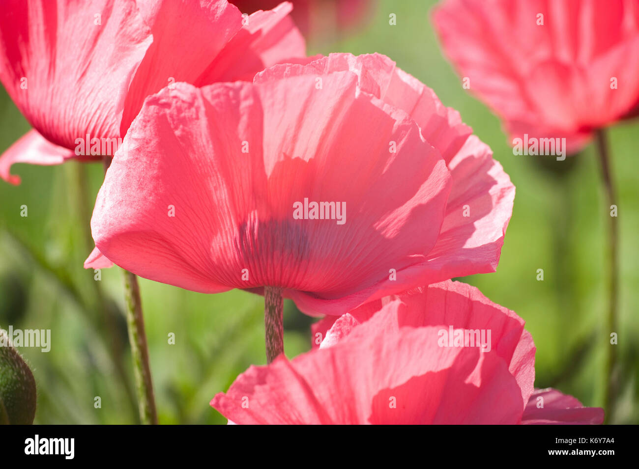 Roter Mohn, Papaver rhoeas, quex Park Gardens, Kent, Großbritannien, Hintergrundbeleuchtung von Sonnenschein, Corn Poppy, Mais Rose, Field poppy Poppy, Flandern Stockfoto