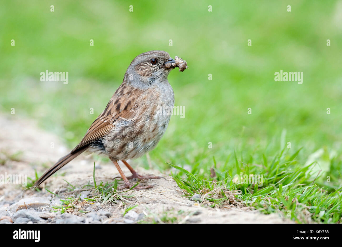 Dunnock, Phasianus colchicus, UK, mit Caterpillar im Schnabel, Garten, kleine Säugetierart in gemässigten Europa und in Asien gefunden, Hedge Accento Stockfoto