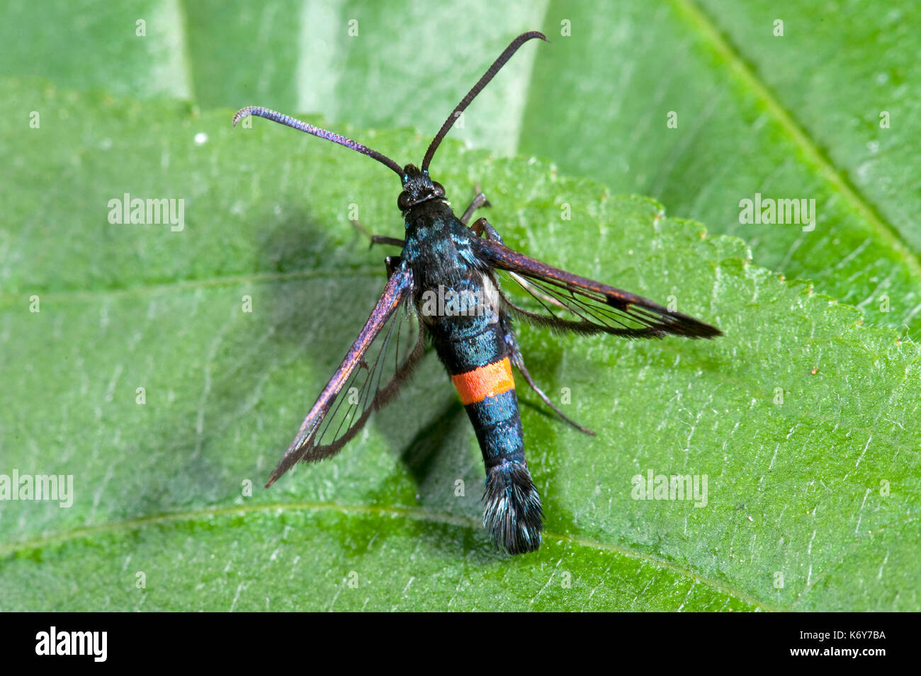 Rot Gürtel Clearwing Moth, Synanthedon myopaeformis, Kent, Großbritannien, Garten, Larven leben unter der Rinde von alten Obstbäumen, vor allem Apfel (Malus), Motten Stockfoto