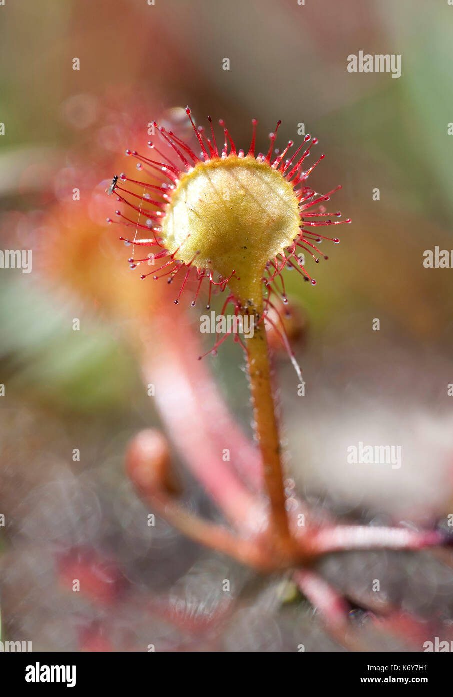 Runde Leaved Sonnentau, Drosera rotundifolia, hothfield Heide, Kent, England, Kent Wildlife Trust, auf jedes Blatt, wie Ranken mit glitzernden Stockfoto