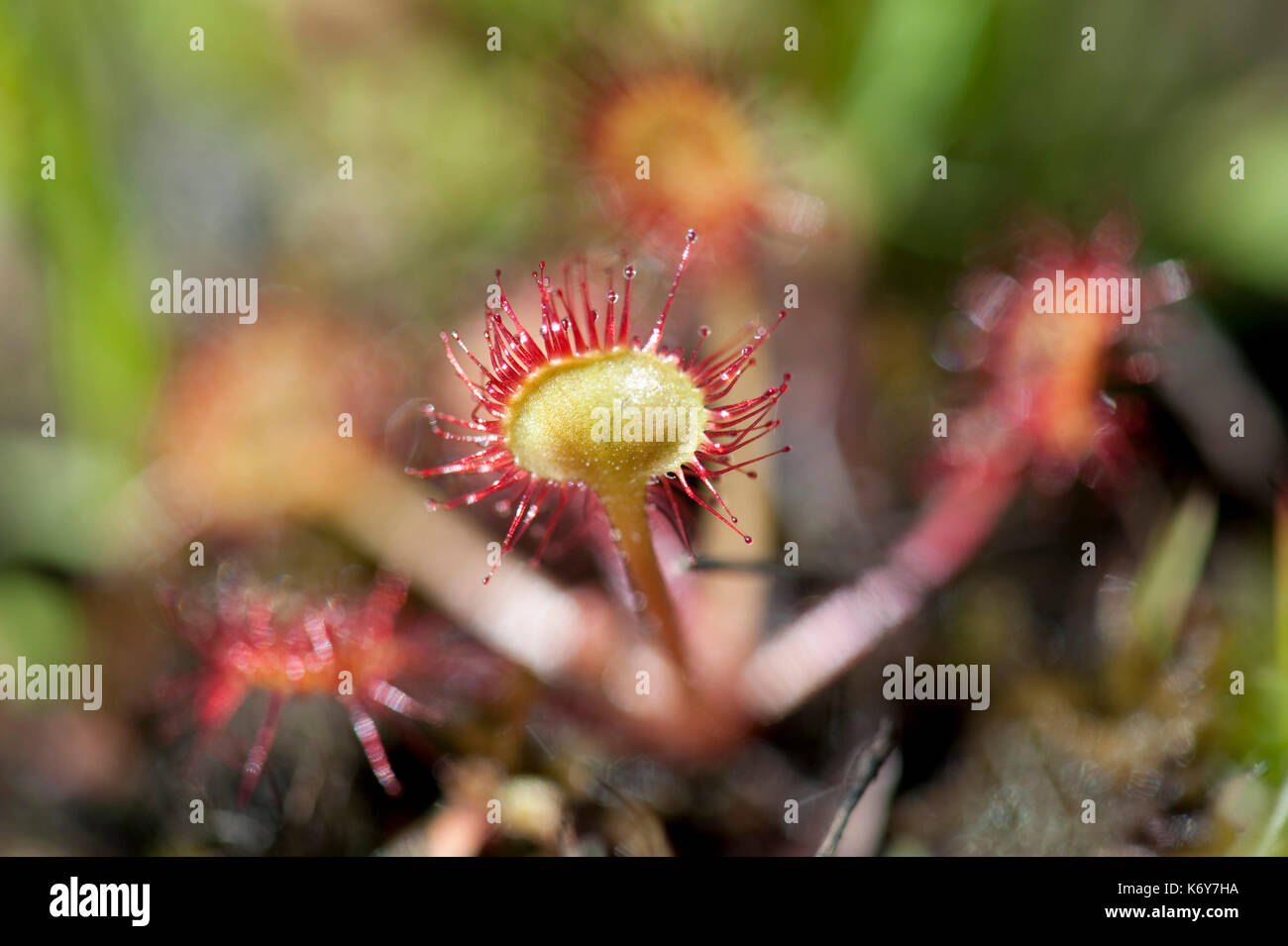 Runde Leaved Sonnentau, Drosera rotundifolia, hothfield Heide, Kent, England, Kent Wildlife Trust, auf jedes Blatt, wie Ranken mit glitzernden Stockfoto