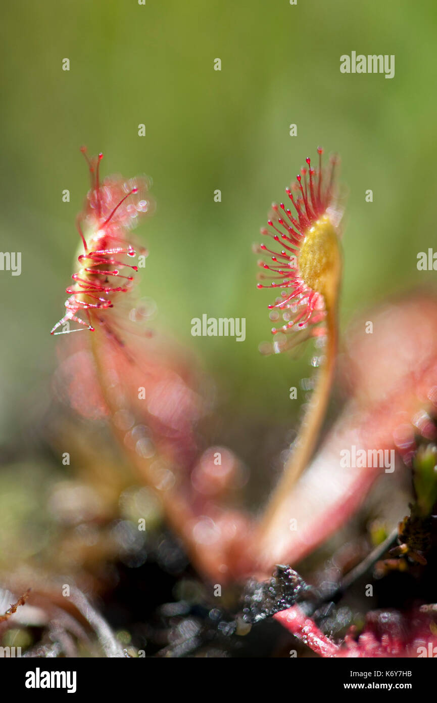 Runde Leaved Sonnentau, Drosera rotundifolia, hothfield Heide, Kent, England, Kent Wildlife Trust, auf jedes Blatt, wie Ranken mit glitzernden Stockfoto
