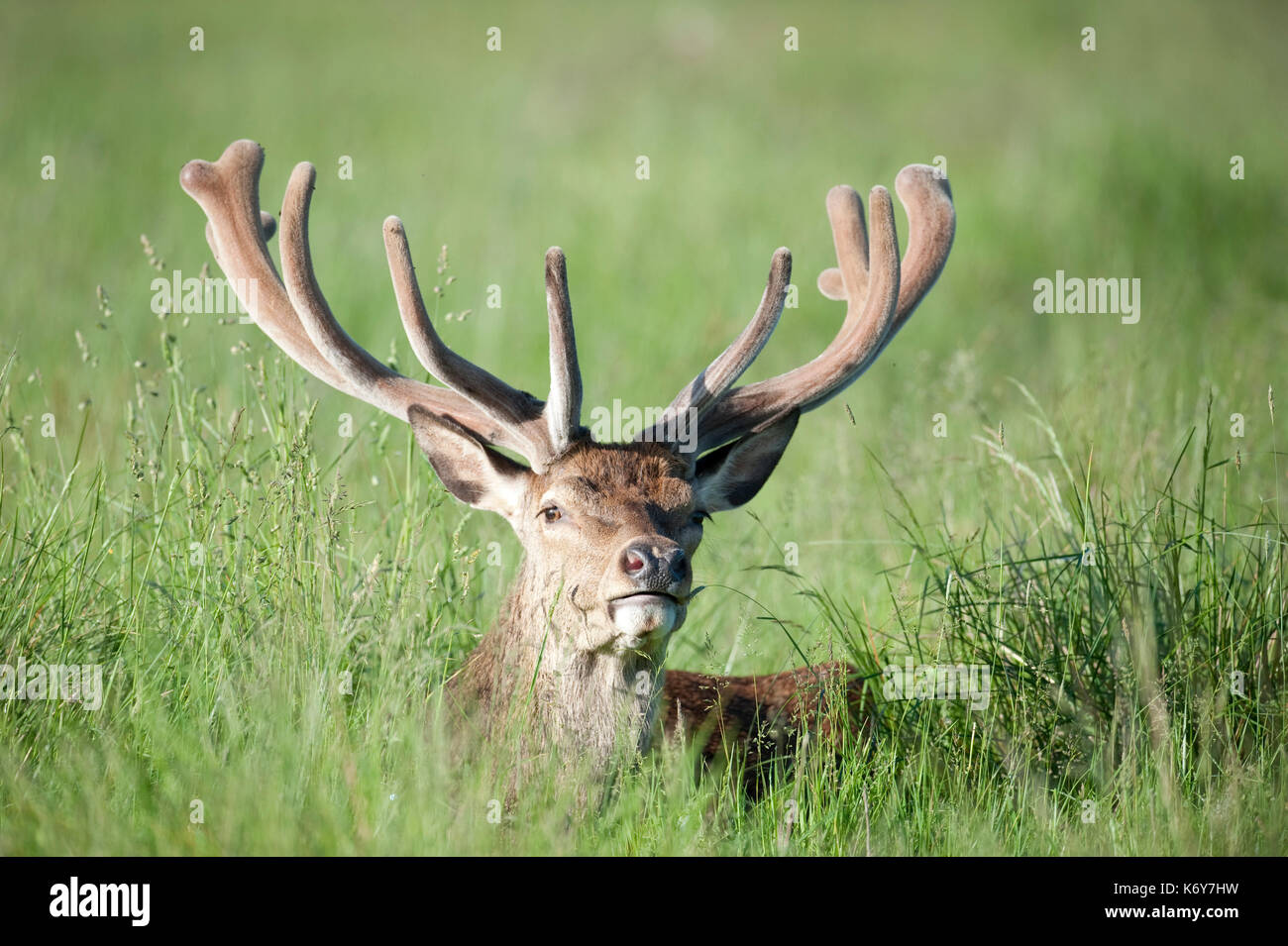 Rotwild, Cervus elaphus, Richmond Park, London UK, Männchen mit großen Geweih, sitzt im langen Gras, versteckt, einer der größten Hirsche Arten. Die Stockfoto