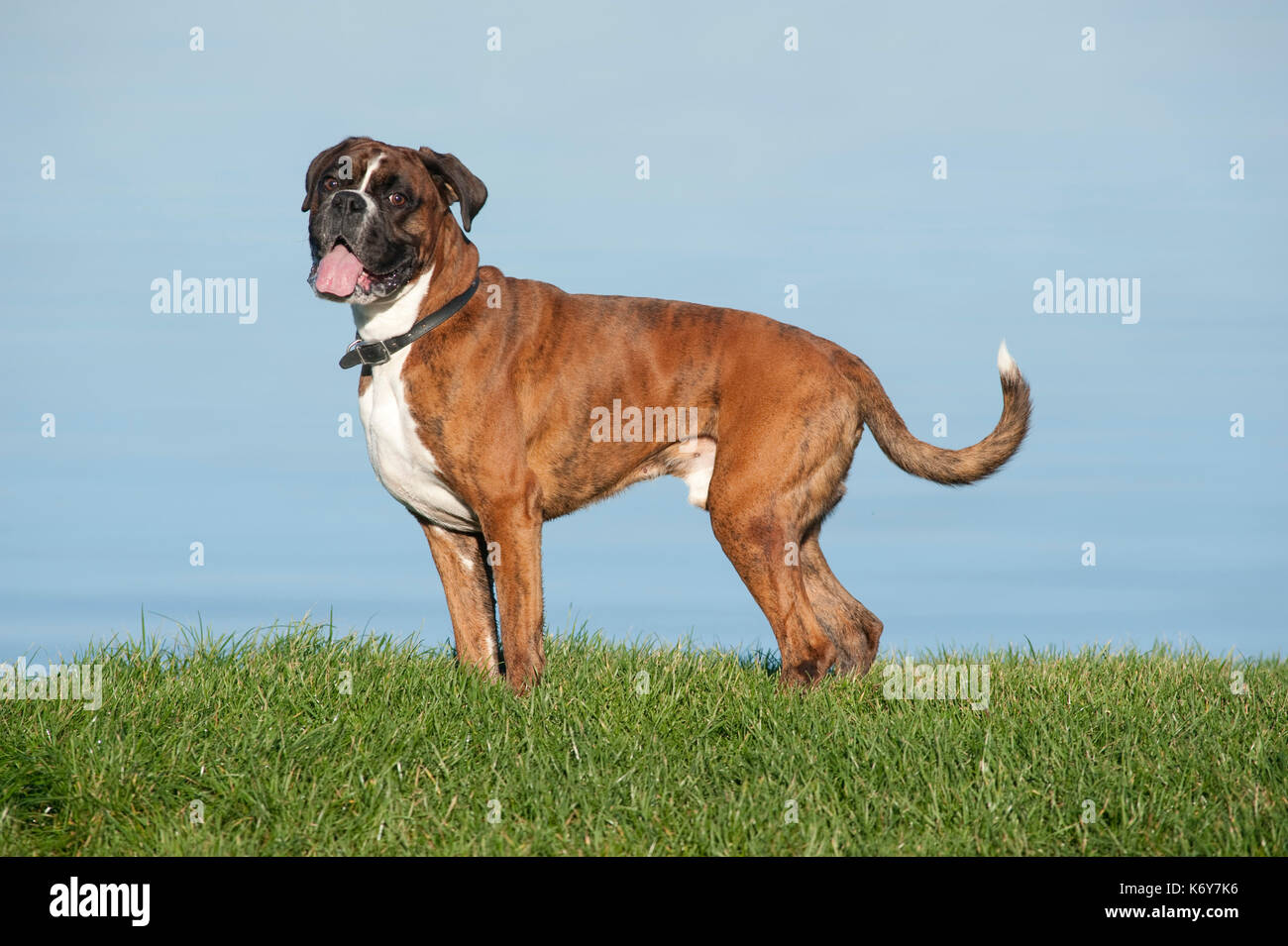 Boxer Hund, 7 Jahre alt, UK, draußen stehen Stockfoto