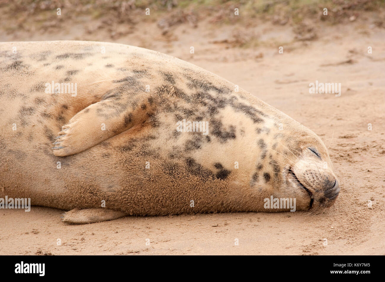 Kegelrobbe Halichoerus grypus, weiblich, Schlafen, Donna Nook National Nature Reserve, Lincolnshire, Großbritannien, Sinne angespannt - gerochen Meer Schwein, wahre Dichtung, grau, b Stockfoto