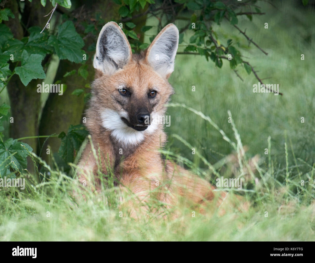 Mähnenwolf, Chrysocyon brachyurus, Südamerika, Captive, ist die größte canid von Südamerika, seltene Art Conservation Centre, Kent GROSSBRITANNIEN, seine Marki Stockfoto