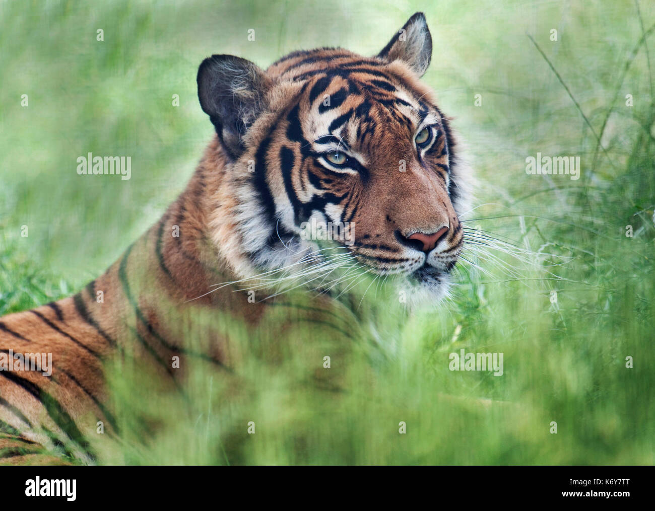 Malaiische Tiger Panthera tigris lormieri Malasia, Norden & Süden Thailands, Captive, seltene Art Conservation Centre, Kent GROSSBRITANNIEN. Die malaiische subspec Stockfoto