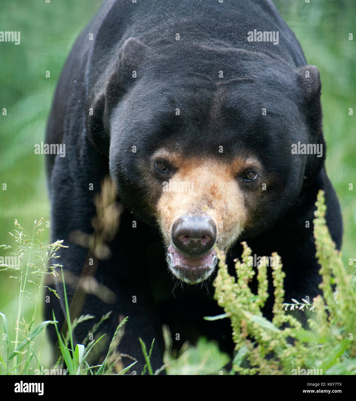 Sun Bear, Helarctos malayanus, Südostasien, gefangen. Seltene Arten Conservation Centre, Kent GROSSBRITANNIEN. Einer der kleinsten Bären, mit rund 1,4 Meter ( Stockfoto