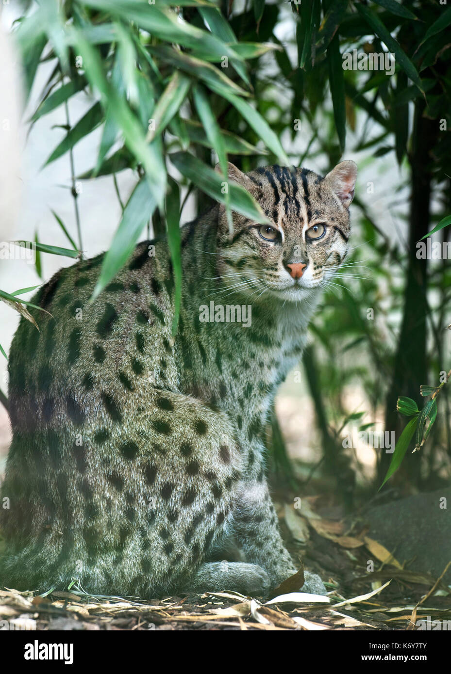 Angeln Katze, Prionailurus viverrinus, Indien, gefangen. Seltene Arten Conservation Centre, Kent GROSSBRITANNIEN. Sie eintauchen in das Wasser fischen, oder Schaufel fis zu fangen Stockfoto