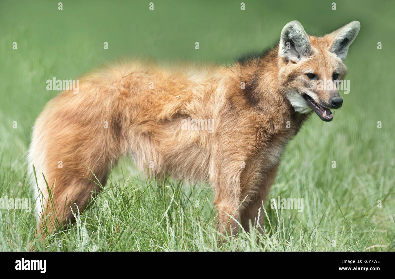 Mähnenwolf, Chrysocyon brachyurus, Südamerika, Captive, ist die größte canid von Südamerika, seltene Art Conservation Centre, Kent GROSSBRITANNIEN, seine Marki Stockfoto