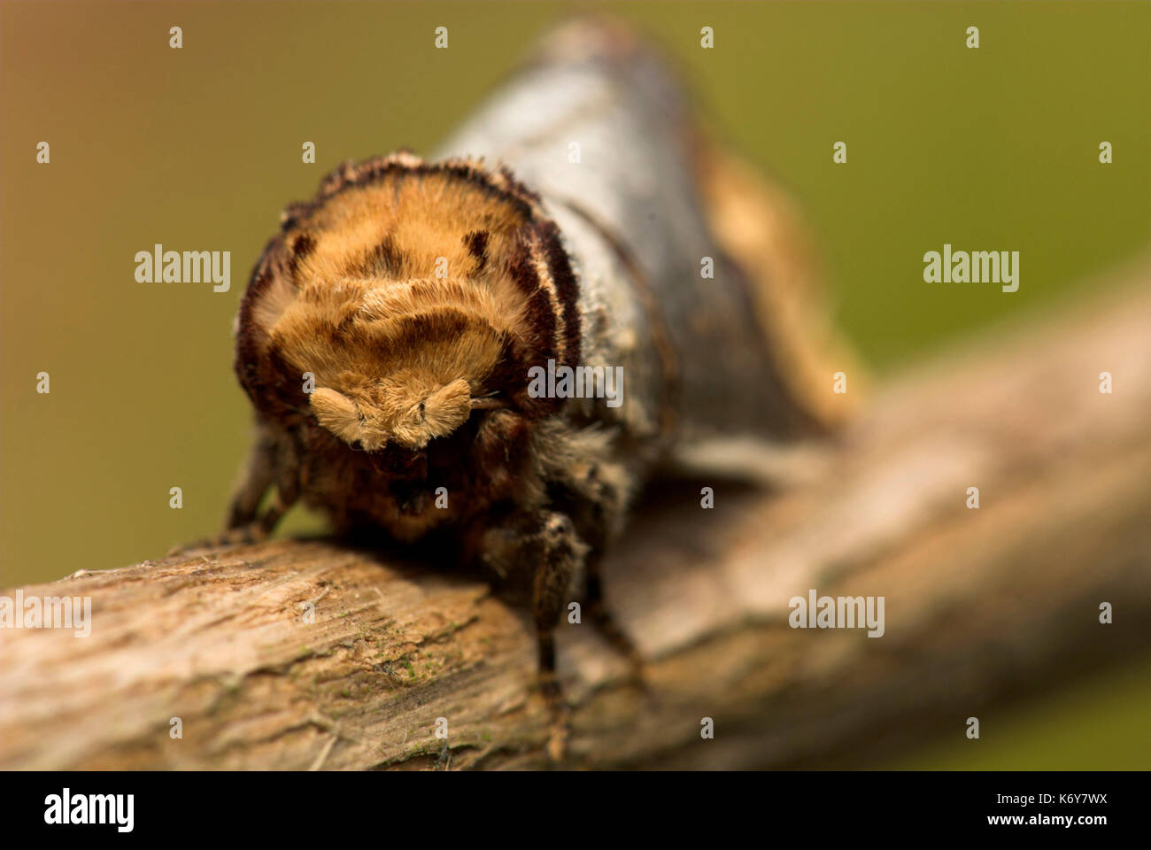 Buff Tipp Moth, Phalera bucephala, auf Zweig getarnt, sieht aus wie gebrochenen Zweig, Großbritannien Stockfoto