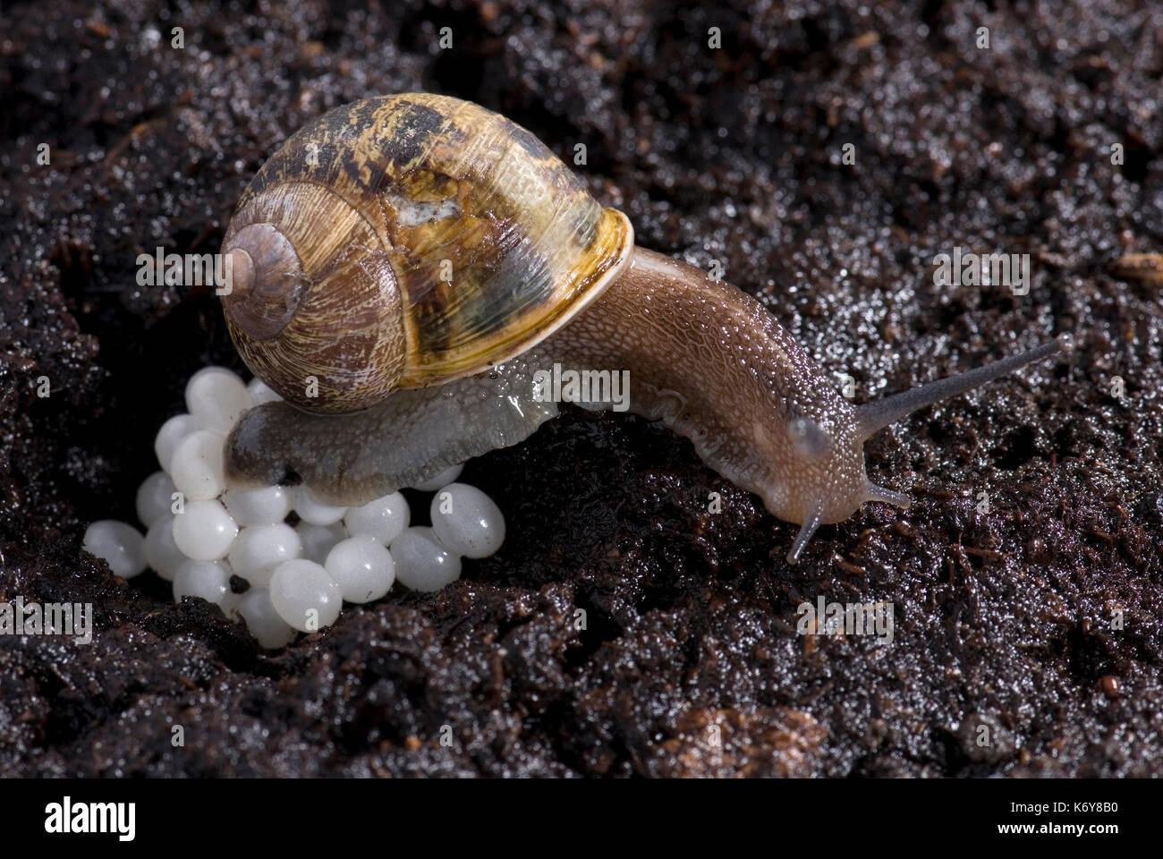 Garten Schnecke, Helix aspersa, Eier in Erde bei Nacht Tier Muschel
