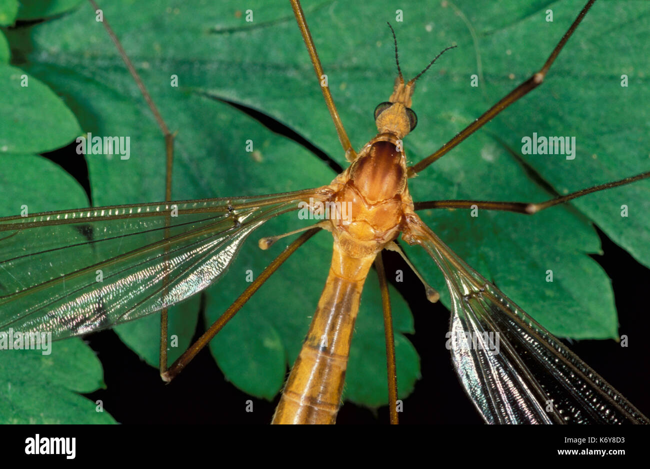 Cranefly,, Daddy Long Legs, Tipula paludosa, UK, Nahaufnahme zweiten Paar Flügel modifizierte drumstick - wie Anhängsel bekannt als "halteres" Stockfoto