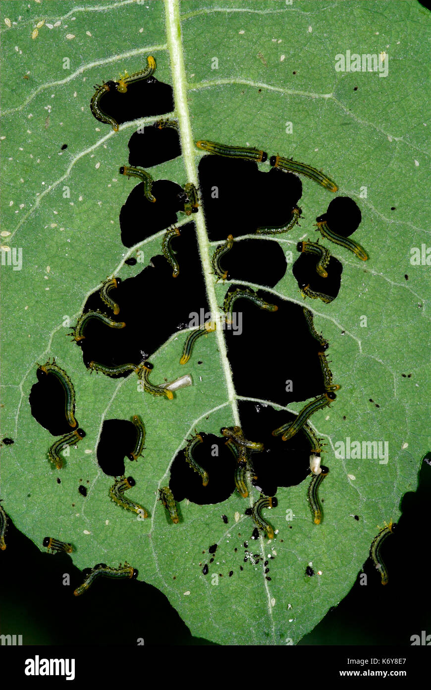Sawfly Larven, Nematus capreae Fütterung auf Goat Willow verlässt, Anzeigen, Garten, Kent, Großbritannien, Masse, Massen, Pest, Essen, Blatt Stockfoto