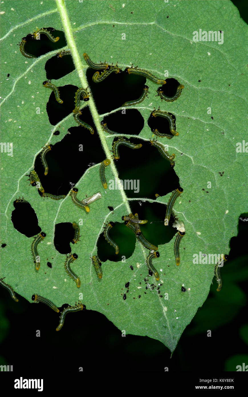 Sawfly Larven, Nematus capreae Fütterung auf Goat Willow verlässt, Anzeigen, Garten, Kent, Großbritannien, Masse, Massen, Pest, Essen, Blatt Stockfoto