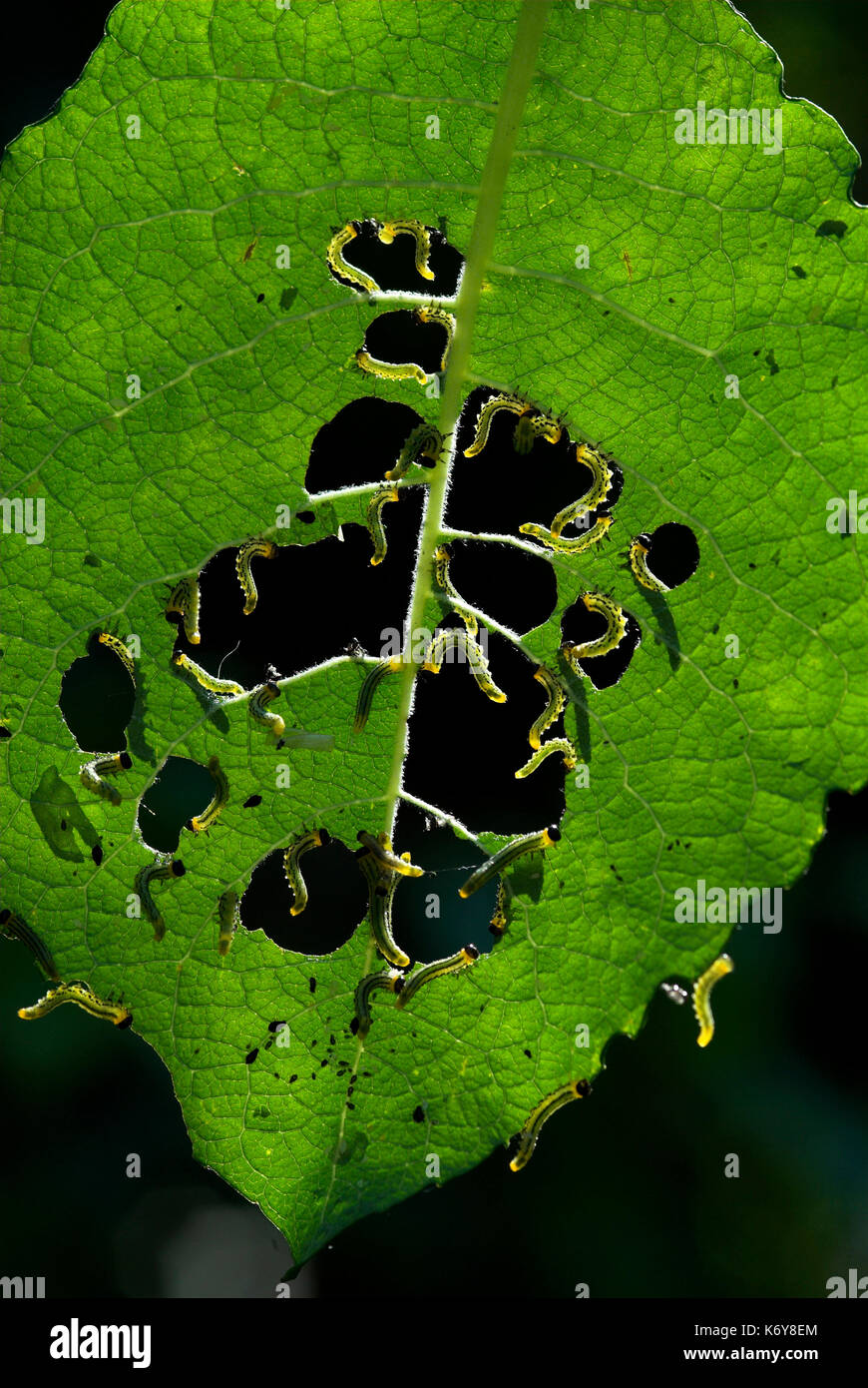 Sawfly Larven, Nematus capreae Fütterung auf Goat Willow verlässt, Anzeigen, Garten, Kent, Großbritannien, Masse, Massen, Pest, Essen, Blatt Stockfoto