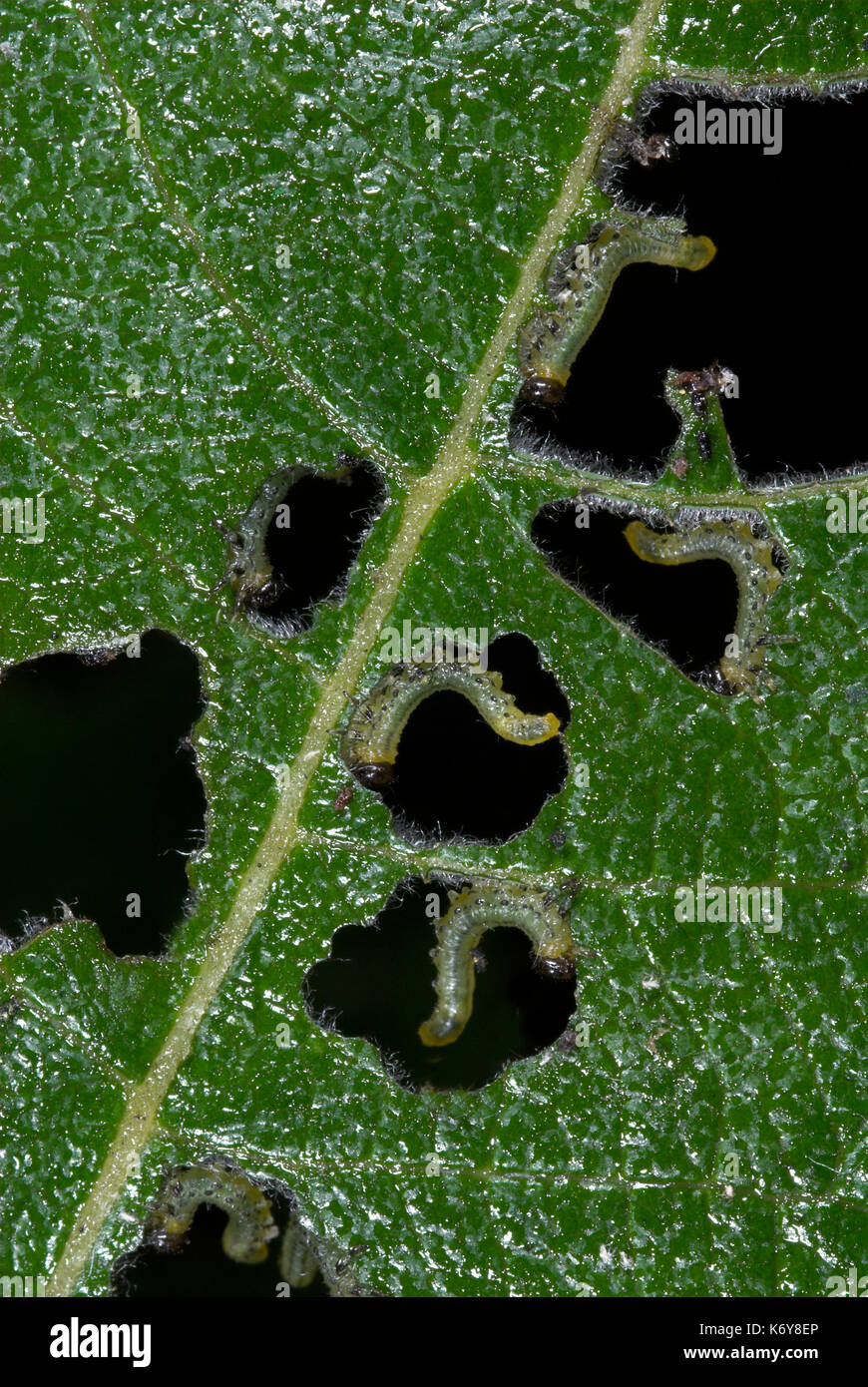 Sawfly Larven, Nematus capreae Fütterung auf Goat Willow verlässt, Anzeigen, Garten, Kent, Großbritannien, Masse, Massen, Pest, Essen, Blatt Stockfoto
