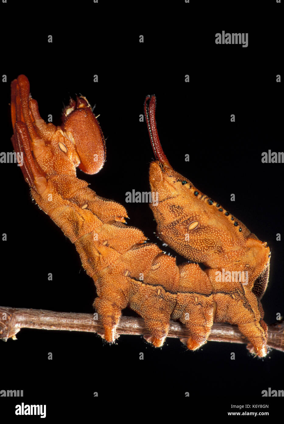 Lobster Moth, Stauropus fagi, Caterpillar, endgültige instar, Larven, UK, der Name leitet sich von der bemerkenswerten Krebstiere, die das Aussehen der Raupe Stockfoto