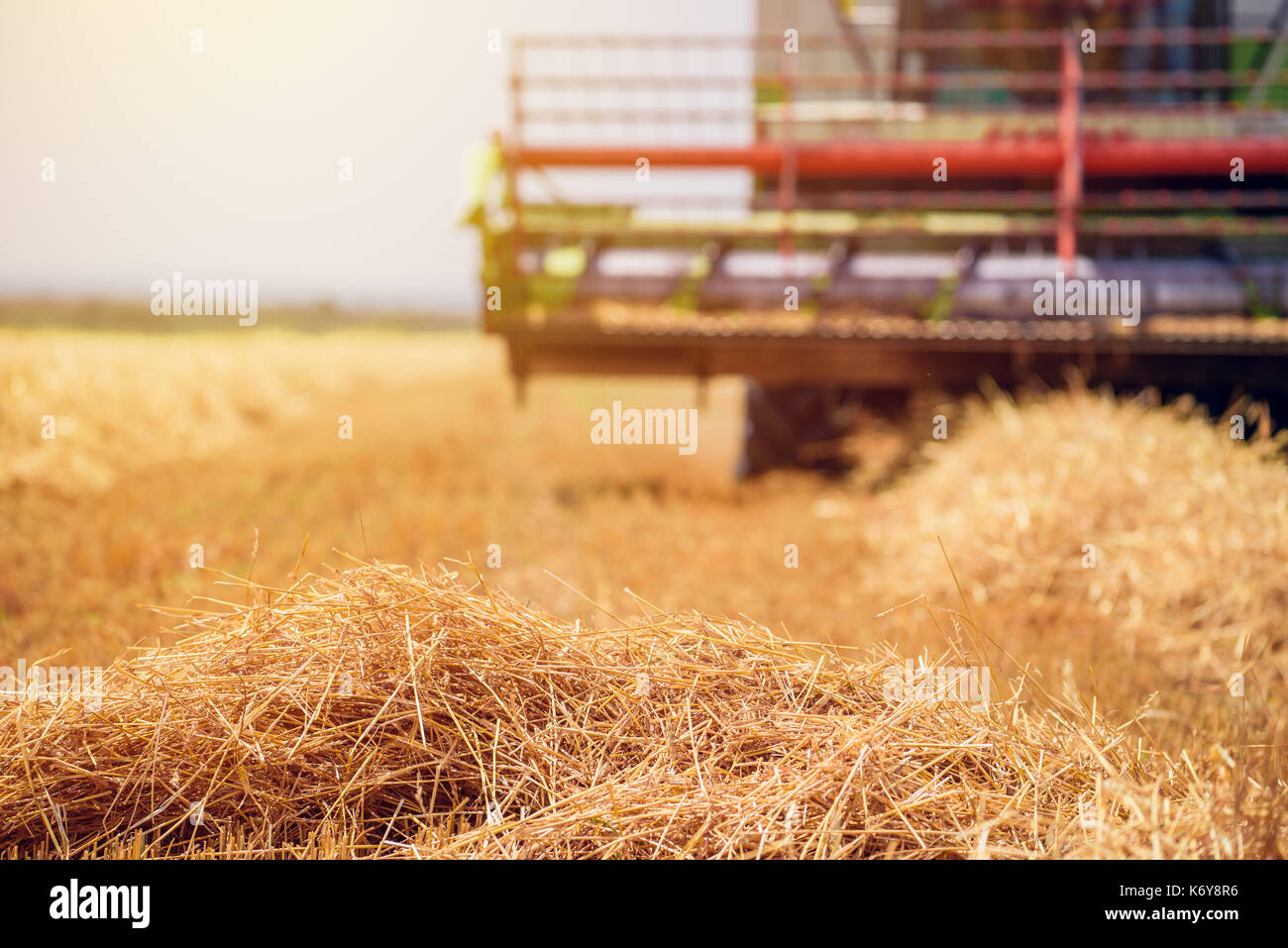 Feldhäcksler Maschine kombinieren die Ernte reif Weizen ernten in landwirtschaftlich genutzte Gebiet, selektiver Fokus Stockfoto
